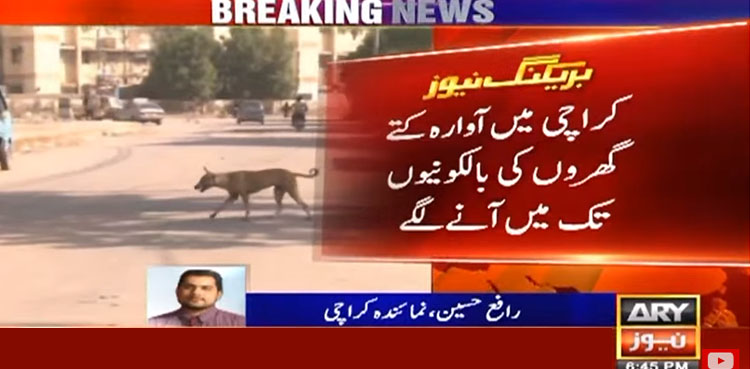 آوارہ کتے