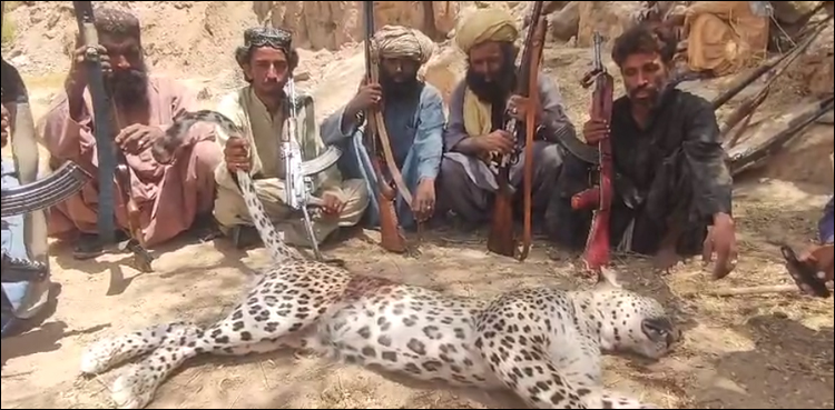 سوئی میں دیہاتیوں نے نایاب نسل کے تیندوے کو مار ڈالا