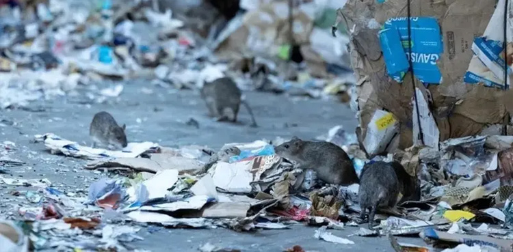 پیرس اولمپکس : بلی سائز کے چوہوں نے خوف و ہراس پھیلا دیا