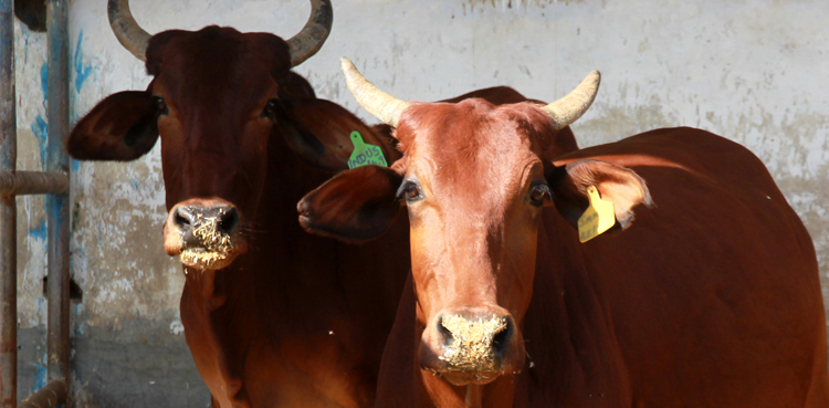 سانگھڑ: فصلوں میں گھسنے والی گائے کی ٹانگ پر گولی مار دی گئی Sanghar cow
