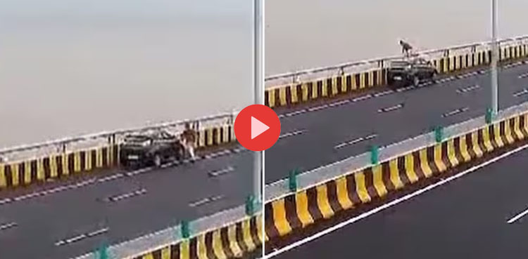 پل سے چھلانگ لگا خودکشی