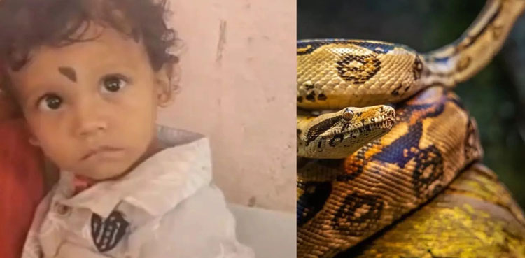 ننھے بچے نے سانپ کو کاٹ کر ہلاک کر دیا، ویڈیو وائرل