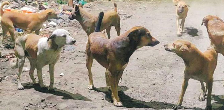 سندھ اسمبلی میں آوارہ کتوں کے خلاف تحریک التویٰ جمع