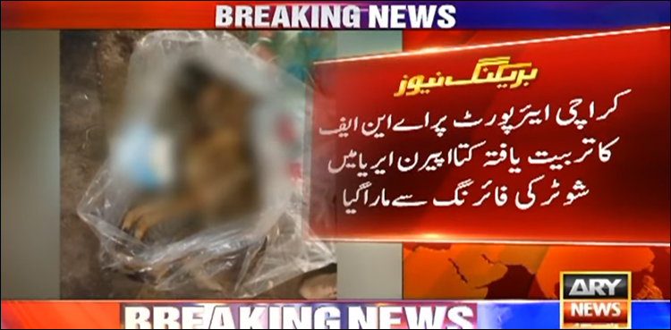 برڈ شوٹر نے ایئرپورٹ پر عام کتا سمجھ کر اے این ایف کے تربیت یافتہ کتے کو گولی مار دی