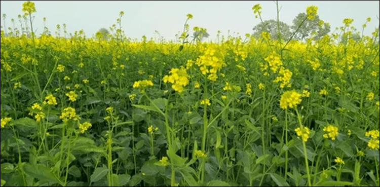 سندھ کے زرعی سائنس دانوں کا بڑا کارنامہ، زیادہ پیداوار والی نئی زرعی اجناس تیار