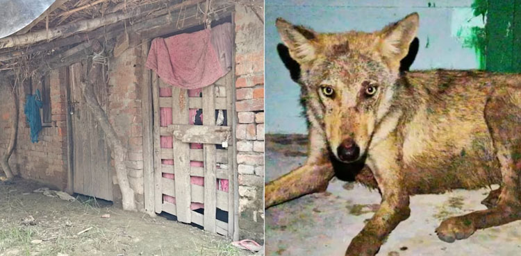 آدم خور بھیڑیوں  نے 9 افراد کی جان  لے لی