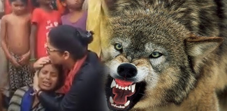 خونخوار بھیڑیے نے گھر سے 9 ماہ کی بچی اُٹھالی