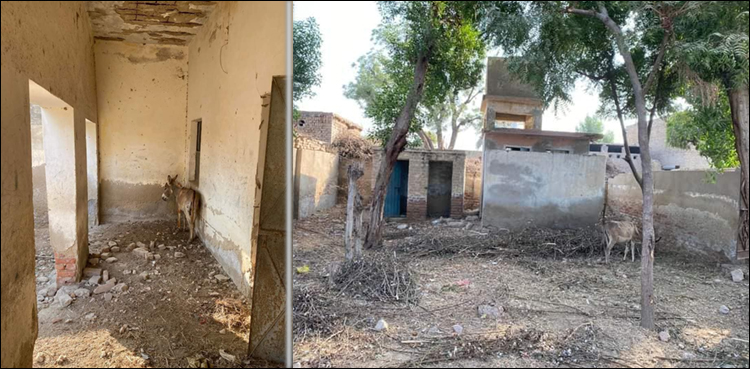 سندھ میں لڑکیوں کے اسکول میں گدھے باندھ دیے گئے، ویڈیو وائرل