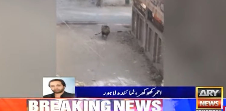 لاہور: ہربنس پورہ میں پالتو شیر کے بھاگنے کی ویڈیو سامنے آگئی