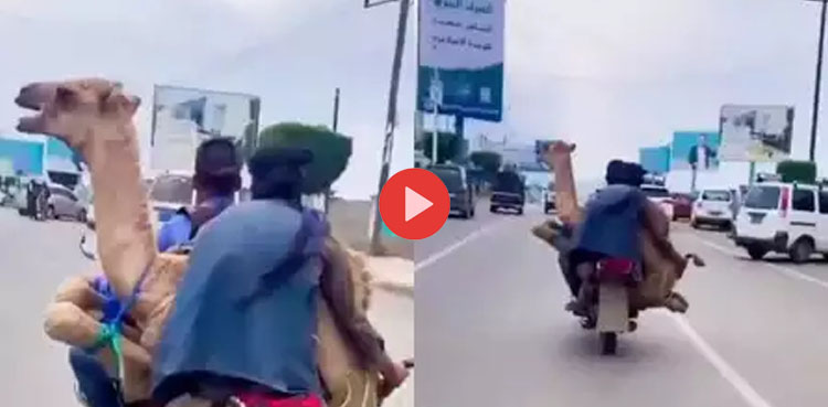 ’اونٹ‘ کو موٹر سائیکل پر لے جانے کی ویڈیو وائرل