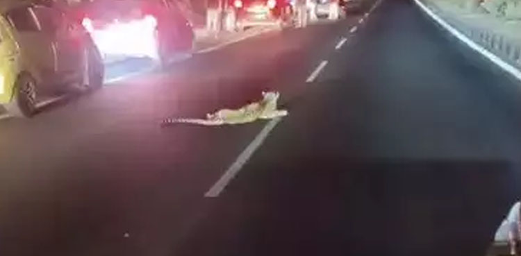 ٹریفک حادثے میں تیندوا جان سے گیا