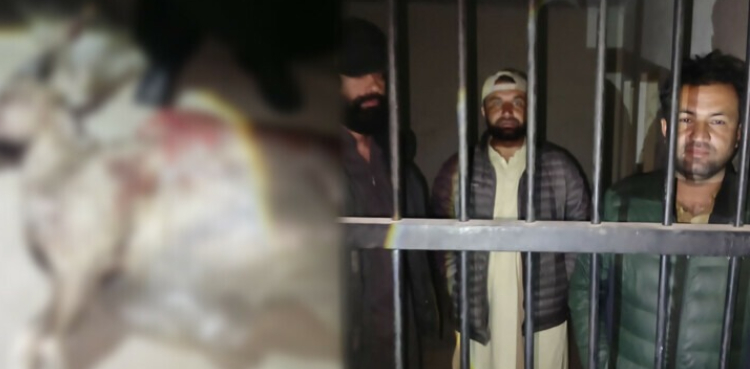 مارخور کا غیر قانونی شکار کرنے والے 3 افراد گرفتار، مردہ مارخور برآمد