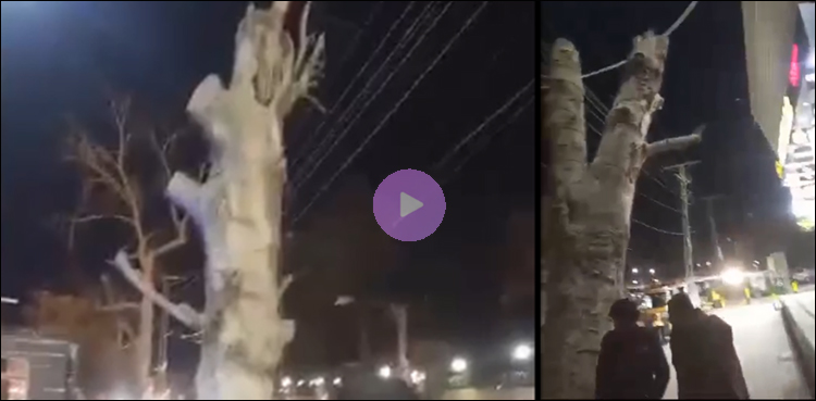 درختوں کی کٹائی پر زبردست ایکشن، شاپنگ مال پر پونے 2 کروڑ جرمانہ، افسران معطل