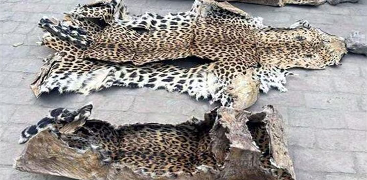 اسپیشل برانچ کی کارروائی، چیتے کی کھال اسمگل کرنیوالے 2 ملزمان گرفتار