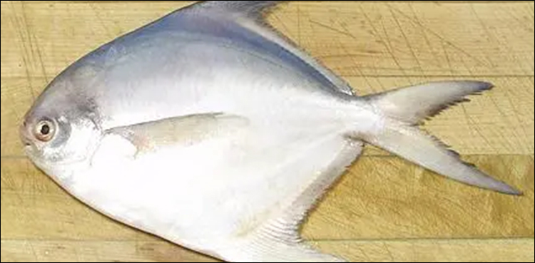 تازہ اور باسی سفید پاپلیٹ مچھلی (Silver pomfret) کی پہچان، صحت بخش فوائد اور مکمل معلومات
