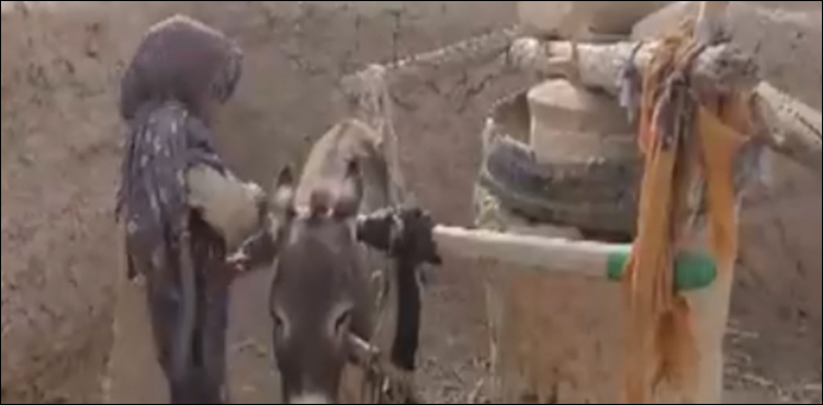 جدید سہولیات سے مکمل محروم علاقہ، آٹے کی چکی چلانے کے لیے گدھوں کا استعمال