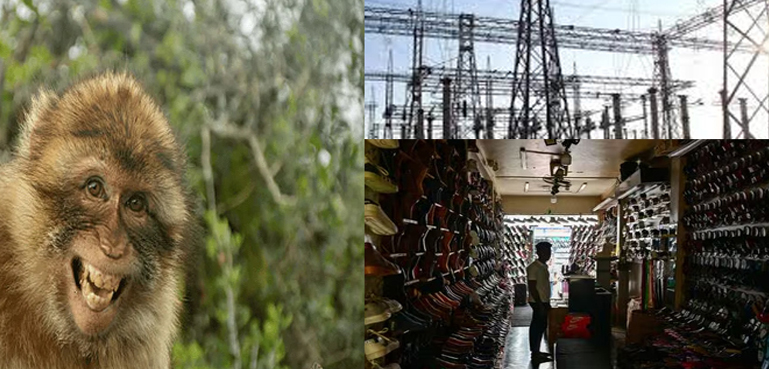 ایک بندر نے پورے سری لنکا کی بجلی بند کر دی!