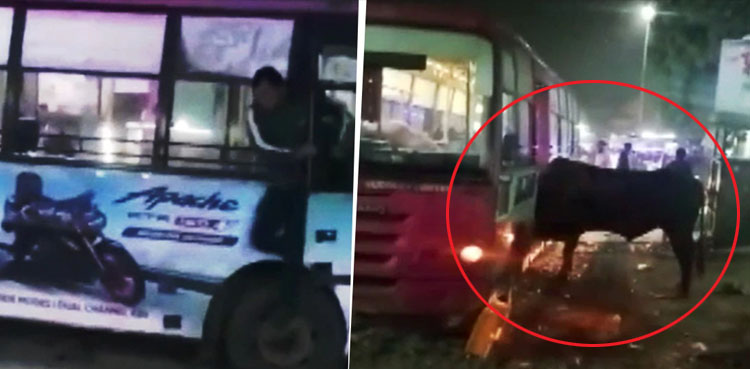 بیل کے بس میں‌ گھسنے پر افرا تفری مچ گئی، ویڈیو وائرل