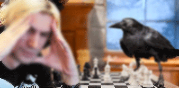 crow