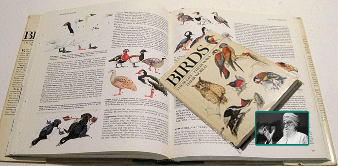 birds sparrow