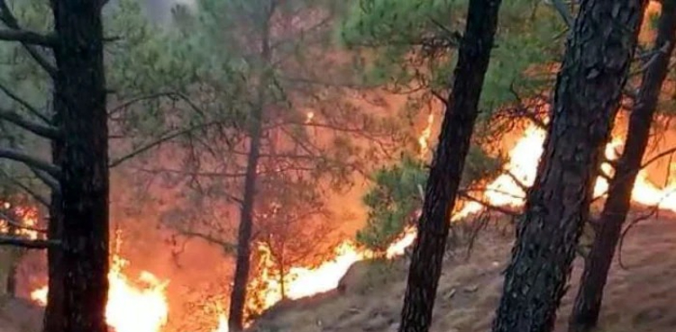 آزاد کشمیر: جنگلات میں لگی آگ سے نایاب نسل کے جانور جل گئے