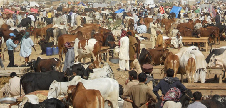 اس سال کراچی مویشی منڈی کی سیکیورٹی کیسی ہوگی؟ اہم خبر