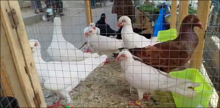 کبوتر منڈی پر بڑا چھاپا
