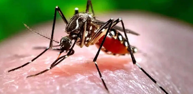 ملیریا، ڈینگی اور چکن گونیا کے کیسز کیوں بڑھ رہے ہیں؟