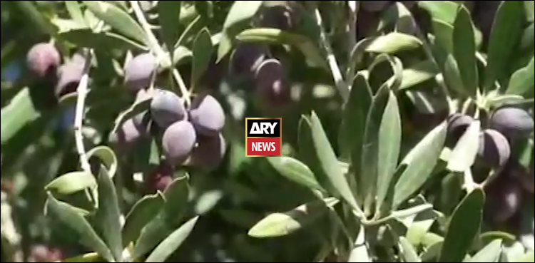 لورالائی کا زیتون کا تیل امریکا میں مقابلے میں عالمی معیار کا قرار، ویڈیو رپورٹ