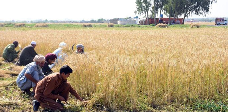 بجٹ میں 90 لاکھ کسانوں کیلئے ریلیف پیکج کی تیاری