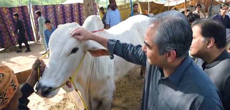 وزیر داخلہ مویشی منڈی پہنچ گئے، 14 لاکھ والے سفید بیل میں خصوصی دلچسپی، خاص بات کیا ہے؟