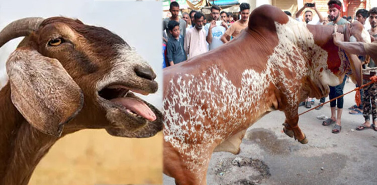 قربانی کے جانور کو ہیٹ ویو سے کیسے بچائیں؟