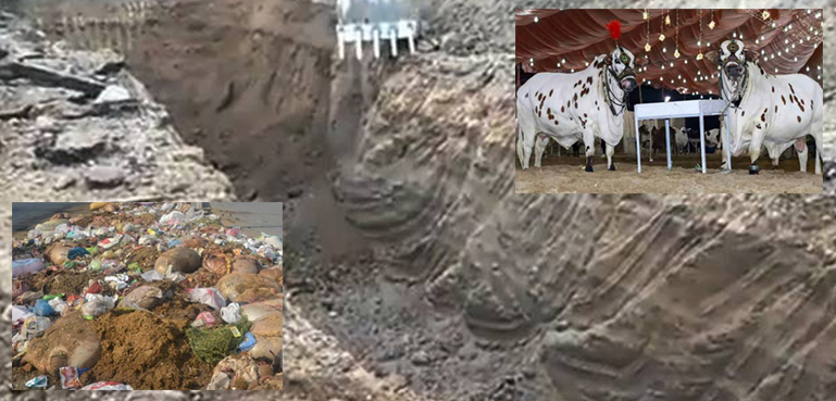قربانی کے جانوروں کی آلائشیں ٹھکانے لگانے کے لیے کراچی میں 7 خندقیں تیار