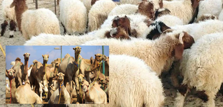 سعودی عرب میں عیدالاضحیٰ کیسے منائی جاتی ہے؟ روایت جانیں اس ویڈیو رپورٹ میں