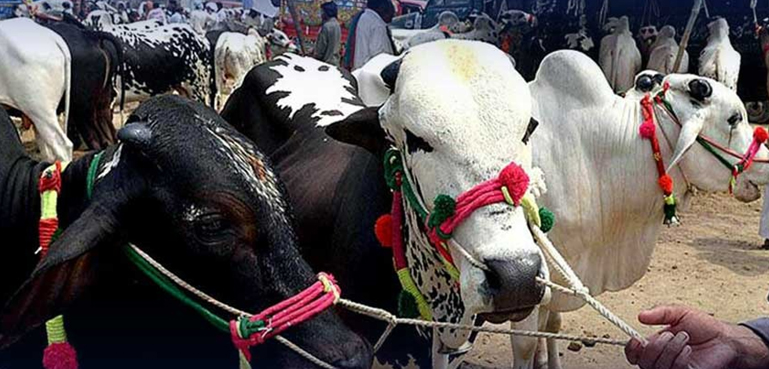 رواں سال ملک بھر میں قربانی کے جانوروں کی فروخت میں اضافہ