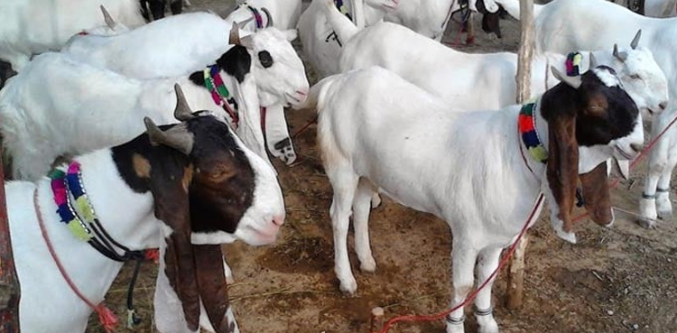 ڈاکو میانداد  سے 12 بکرے چھین کر فرار