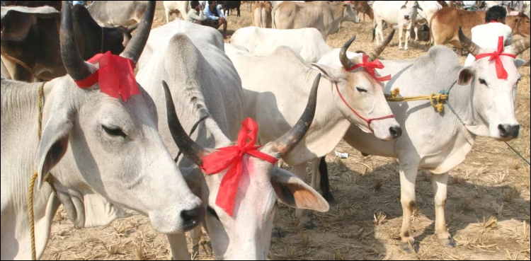 بھارت: گائے، اونٹ سمیت دیگر جانوروں کی قربانی پر پابندی عائد