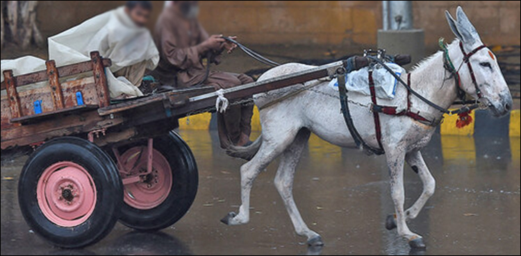 کرنٹ لگنے سے کراچی میں 2 گدھے ہلاک