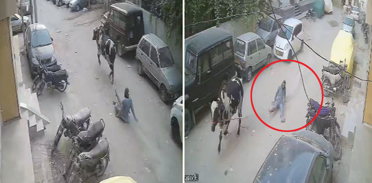 ویڈیو: کراچی میں بپھرا بیل شہری کو گھسیٹتا ہوا لے گیا