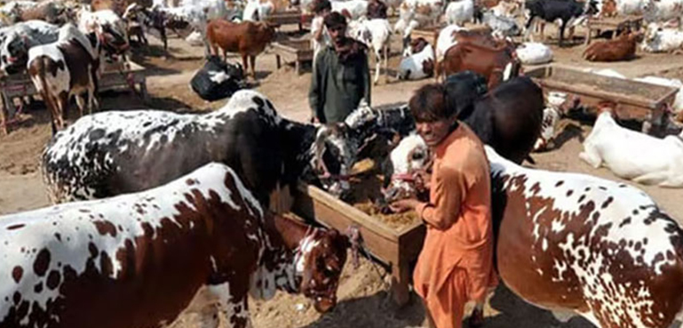 بھاؤ تاؤ اور نہ بحث وتکرار، مویشی منڈی آئیں اور اپنی پسند کا جانور لے جائیں!