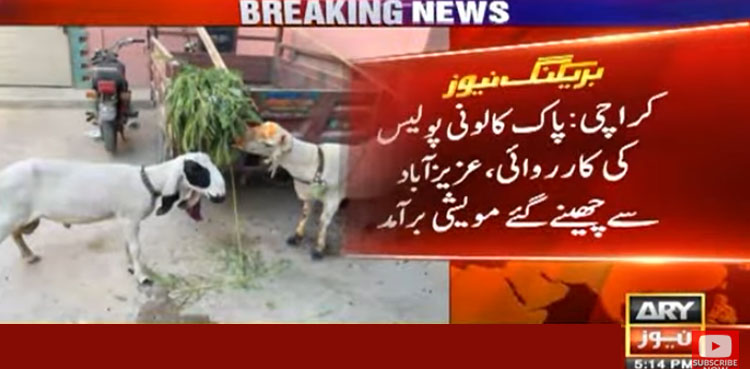 کراچی: پاک کالونی پولیس نے عزیز آباد سے چھینے گئے مویشی برآمد کرلیے