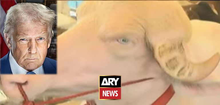 ڈونلڈ ٹرمپ بھی مویشی منڈی پہنچ گئے، قیمت سن کر ہوش اڑ جائیں گے (ویڈیو رپورٹ)