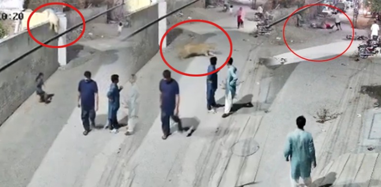 لاہور میں شیر کا شہریوں پر خوفناک حملہ، دل دہلا دینے والی ویڈیو سامنے آگئی
