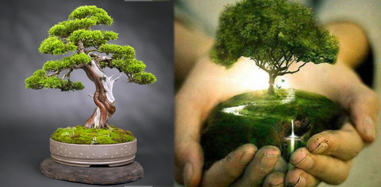 بونسائی