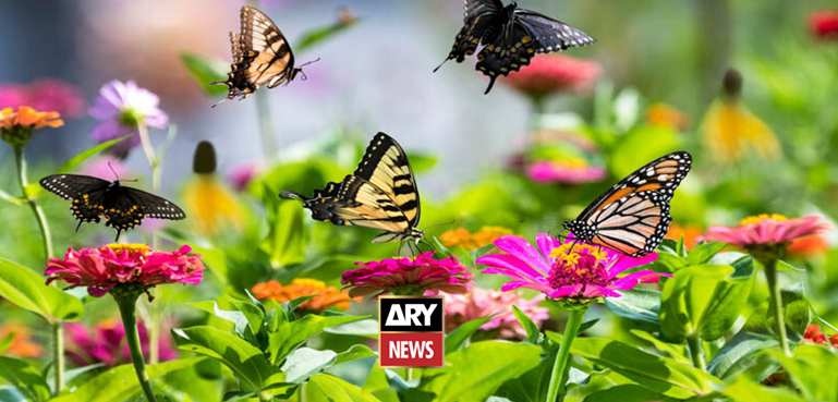 پاکستان کا پہلا تتلی گھر (دلچسپ اور معلوماتی ویڈیو رپورٹ)