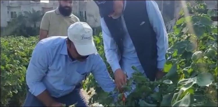پاکستانی زرعی ماہر کا بڑا کارنامہ، 50 ڈگری تک گرمی برداشت کرنے والی کپاس کی نئی قسم تیار کر لی