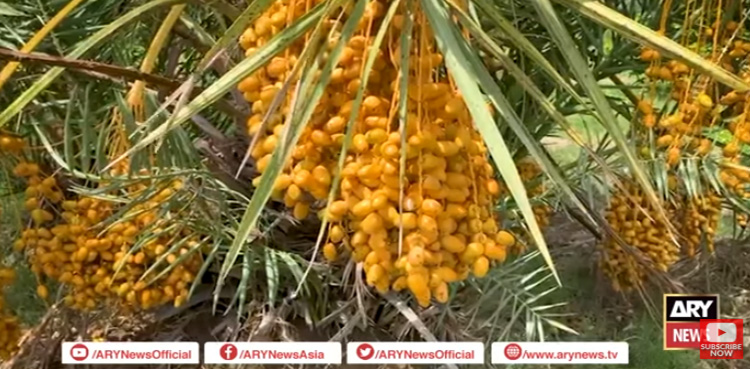 سندھ میں کاشت کی جانے کھجوریں اپنی مثال آپ ہیں