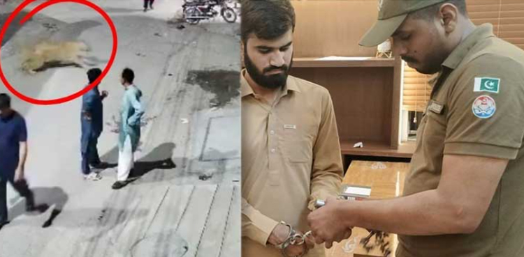لاہور :  شیر کا شہریوں پر حملہ، شیر کے مالک سمیت3  افراد گرفتار ، مقدمہ درج