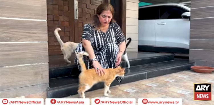 زخمی جانوروں