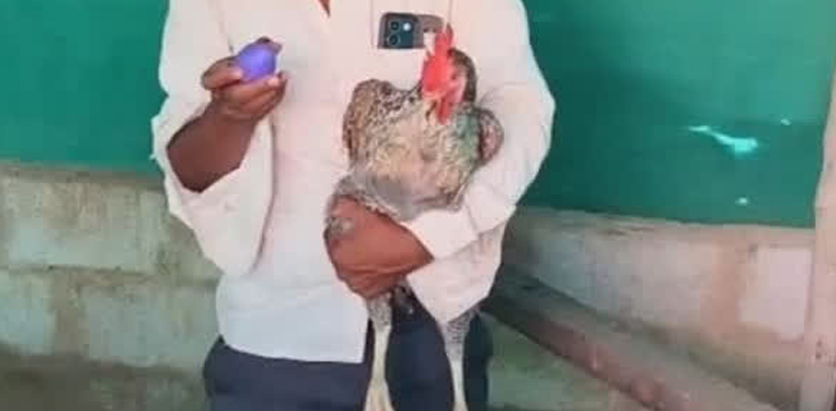 مرغی نے نیلے رنگ کا انڈا دے کر سب کو حیران کر دیا